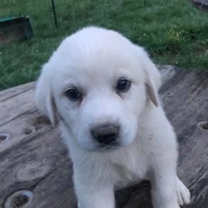 Meet your Posher, Avery